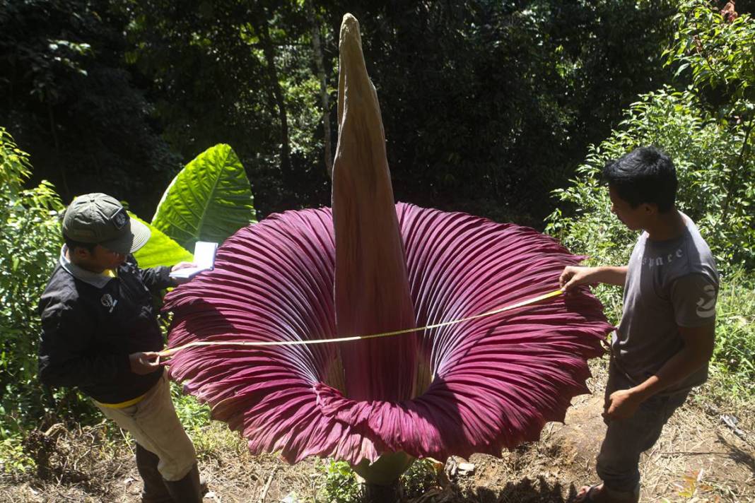 Dünyanın en kötü kokulu 'leş çiçeği' açtı! Kokudan kimse yanına yaklaşamıyor 11